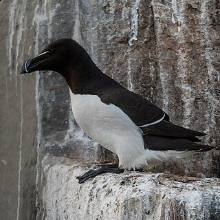 Farne Islands - Razorbill